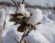 La neige recouvre une tumeur sur un rosier de Caroline