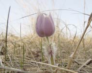 L’anémone des prairies