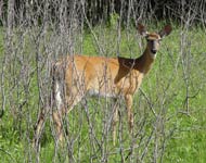 Un jeune cerf de Virginie