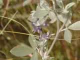 Le psoralea à feuilles argentées