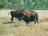 Origine du terme Bison Wallow