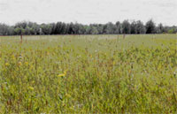 Parcelle dégradée de prairie à herbes hautes