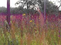 Site de référence situé dans la Réserve écologique de la prairie des herbes hautes manitobaines.