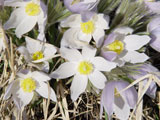 The Prairie Crocus