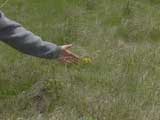 Hoary Puccoon