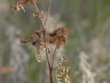 Wild Licorice Plant