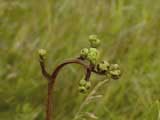 Prairie Restoration