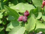 The Saskatoon Berry Plant