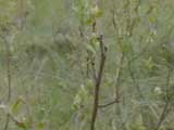 Bison Wallows and Seed Dispersal