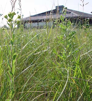 The Living Prairie Museum